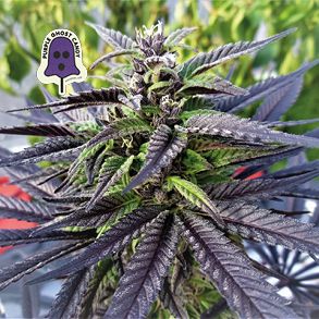 Purple Ghost Candy Feminised Seeds
