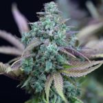 Strawberry Cheesecake Auto Feminised Seeds - 3-seeds